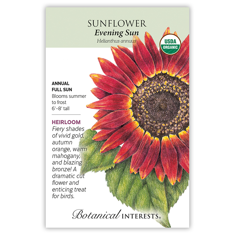 Evening Sun Sunflower Seeds      view 3