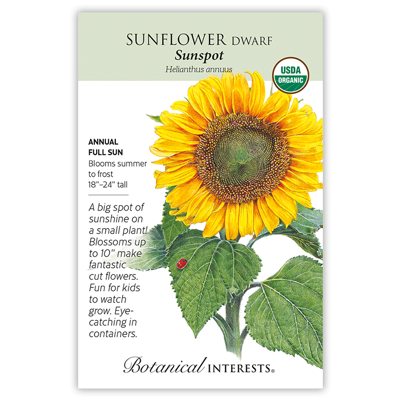 Sunspot Dwarf Sunflower Seeds      view 3