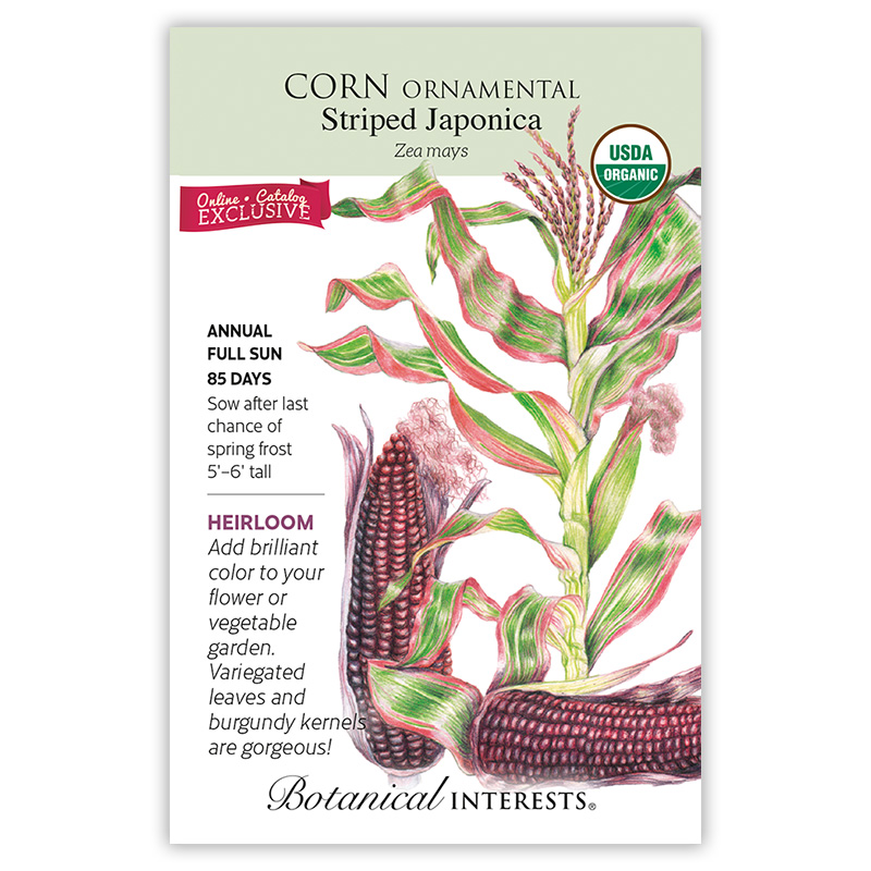 Striped Japonica Ornamental Corn Seeds     view 3