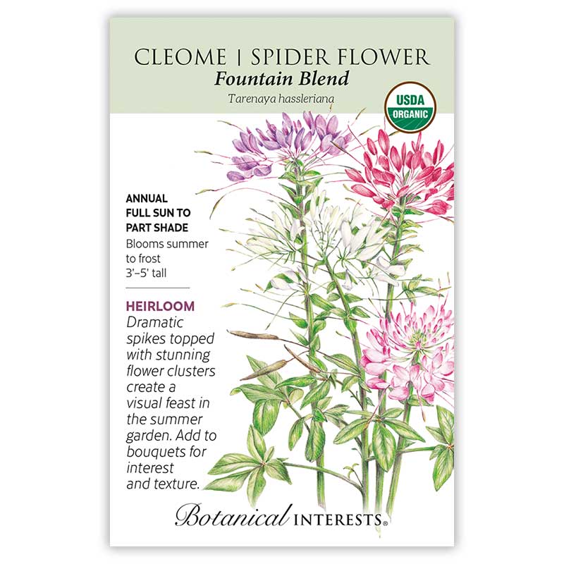 Fountain Blend Cleome (Spider Flower) Seeds view 3