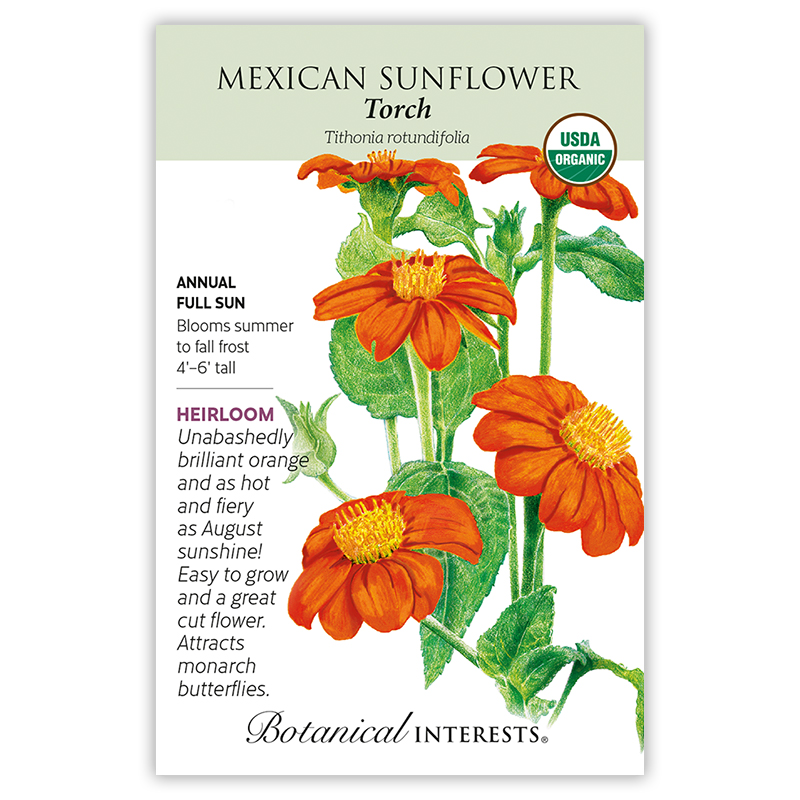 Torch Mexican Sunflower Seeds view 3