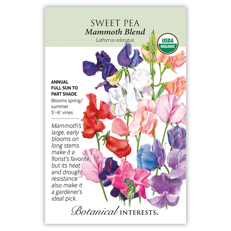 Mammoth Blend Sweet Pea Seeds view 3