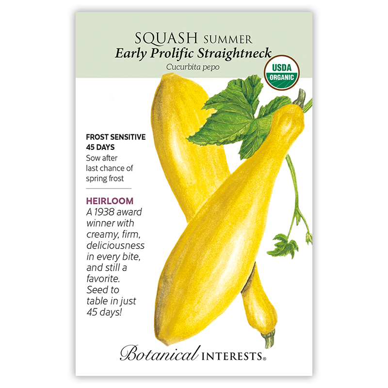 Early Prolific Straightneck Summer Squash Seeds    view 3