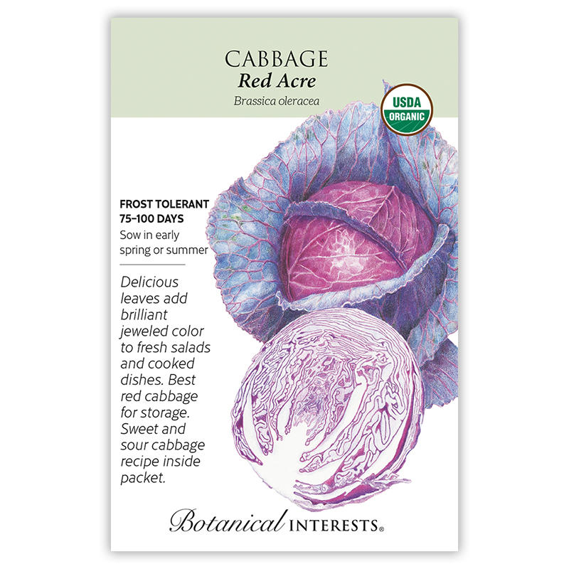 Red Acre Cabbage Seeds view 3