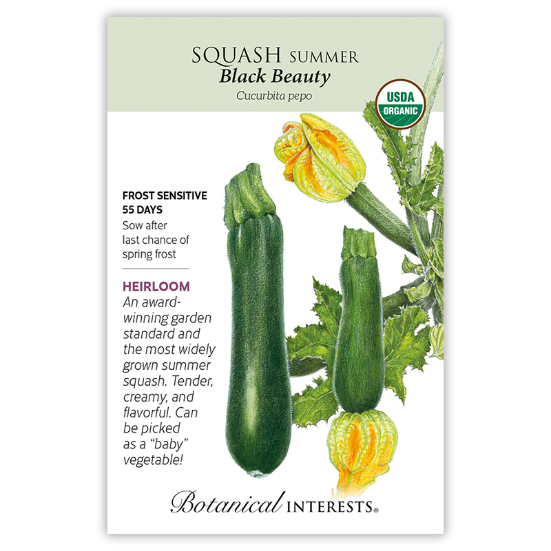 Black Beauty Summer Squash Seeds    view 4