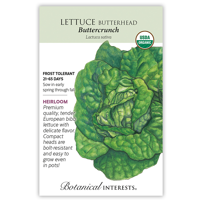 Buttercrunch Butterhead Lettuce Seeds      view 3