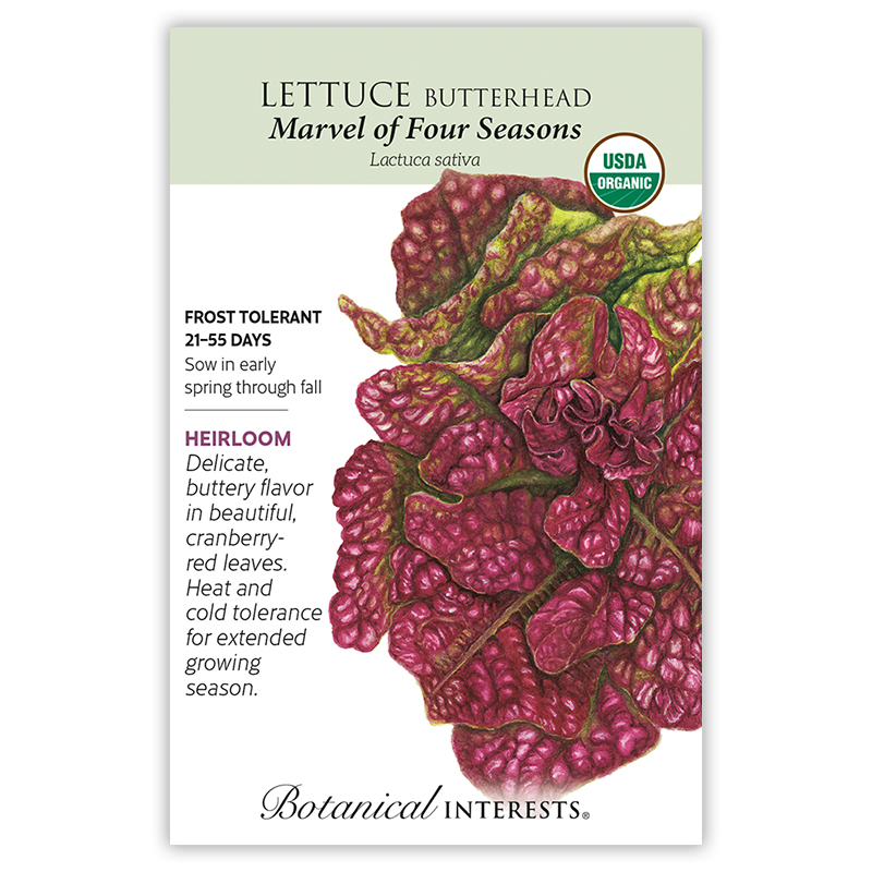 Marvel of Four Seasons Butterhead Lettuce Seeds   view 3