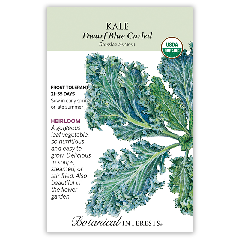 Dwarf Blue Curled Kale Seeds view 3