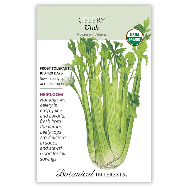 Utah Celery Seeds       view 3