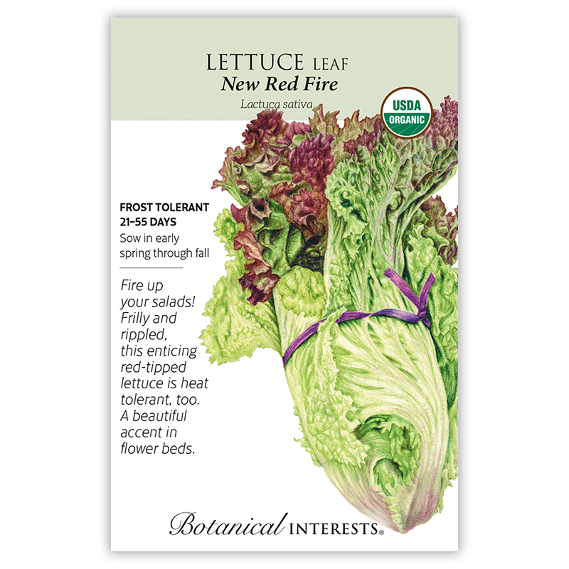 New Red Fire Leaf Lettuce Seeds    view 3