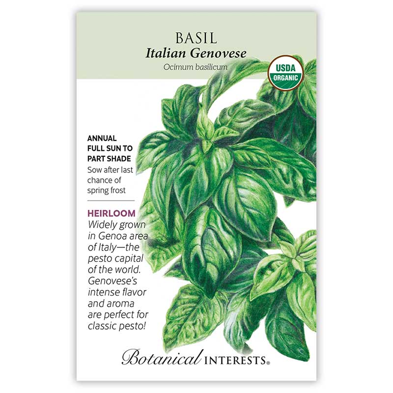 Italian Genovese Basil Seeds view 3