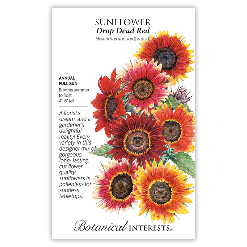 Details about   SUNFLOWER Red 35 SEEDS FLOWERS TALL CUT BEAUTIFUL NON-GMO HEIRLOOM FREE SHIP NEW 