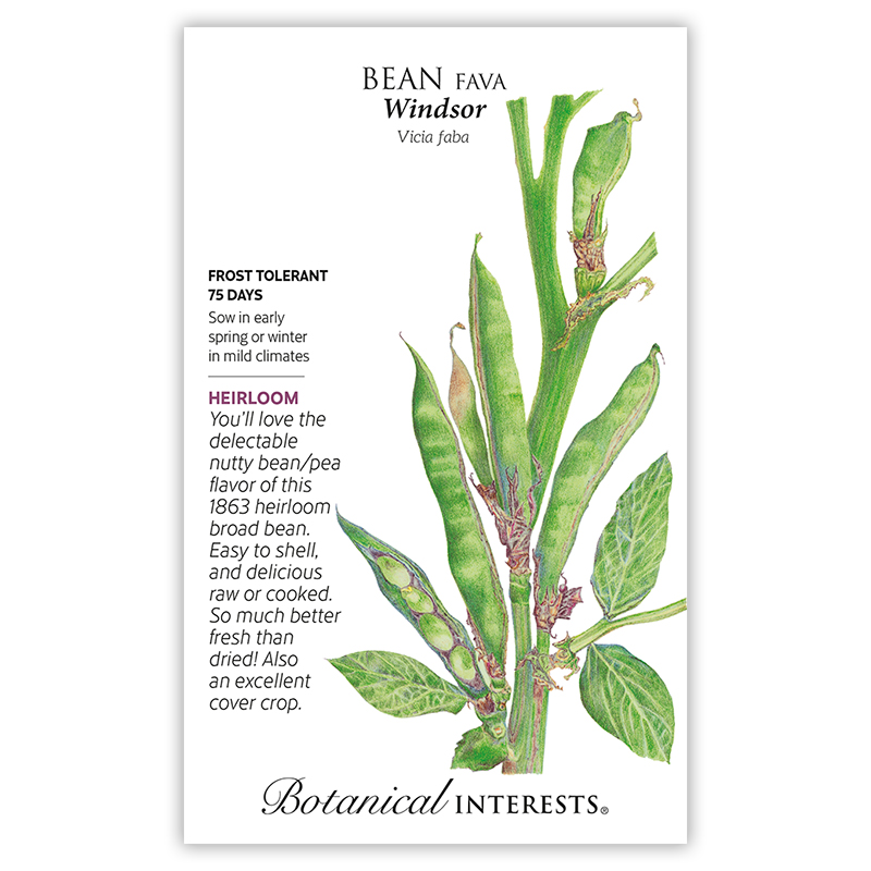 Windsor Fava Bean Seeds     view 3