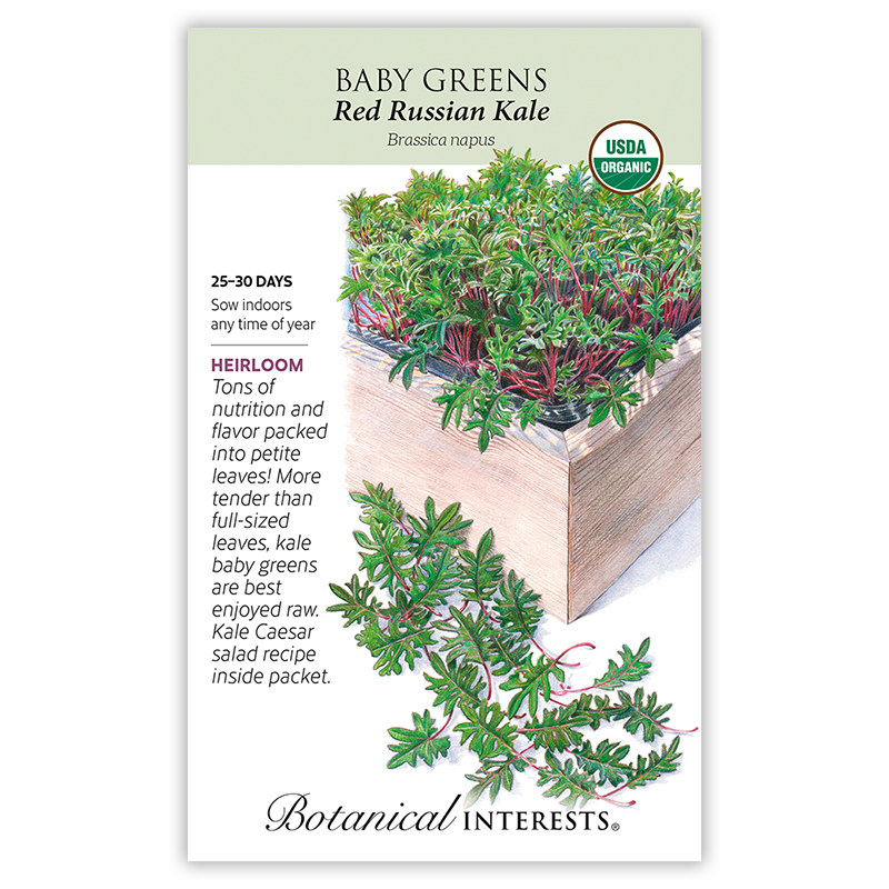 Red Russian Kale Baby Greens Seeds    view 3