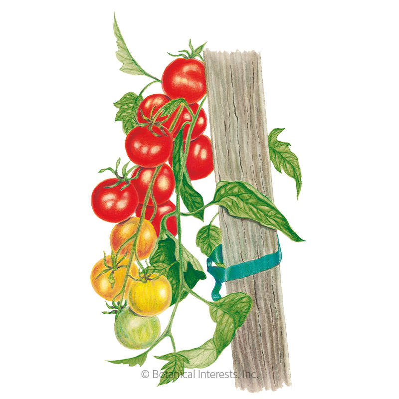 Gardener's Delight Pole Cherry Tomato Seeds