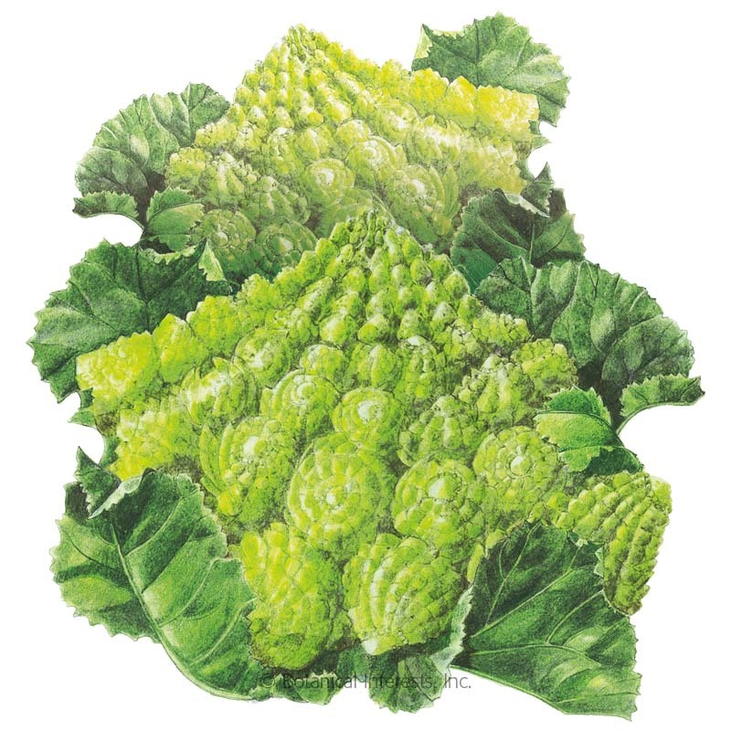 Romanesco Broccoli Seeds