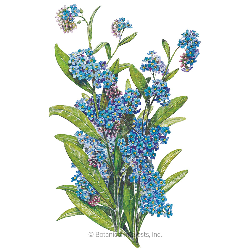 Victoria Blue Forget-Me-Not Seeds     