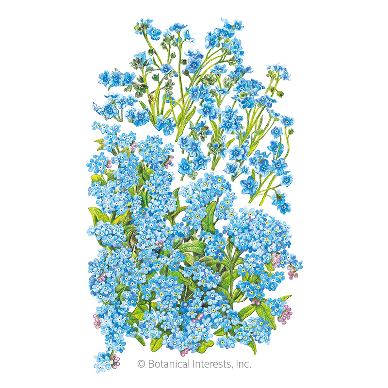 Spring and Summer Forget-Me-Not Seeds    