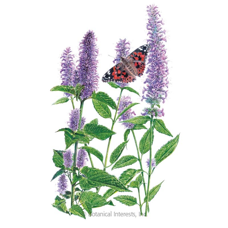 Anise Hyssop  Seeds     