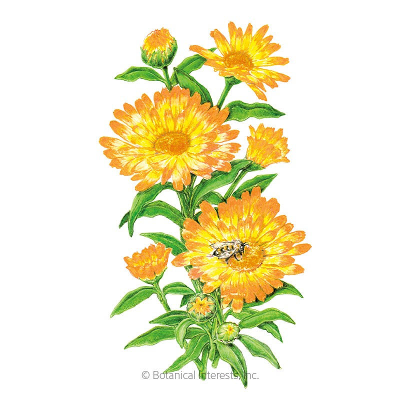 Oopsy Daisy Calendula (Pot Marigold) Seeds   