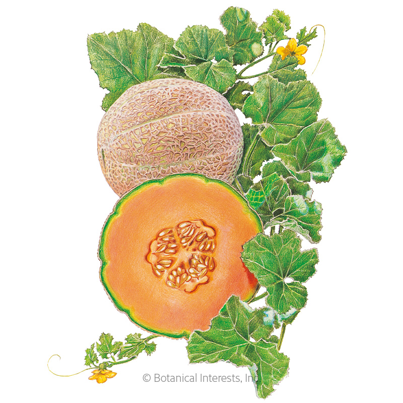 Hearts of Gold Cantaloupe/Muskmelon Melon Seeds   