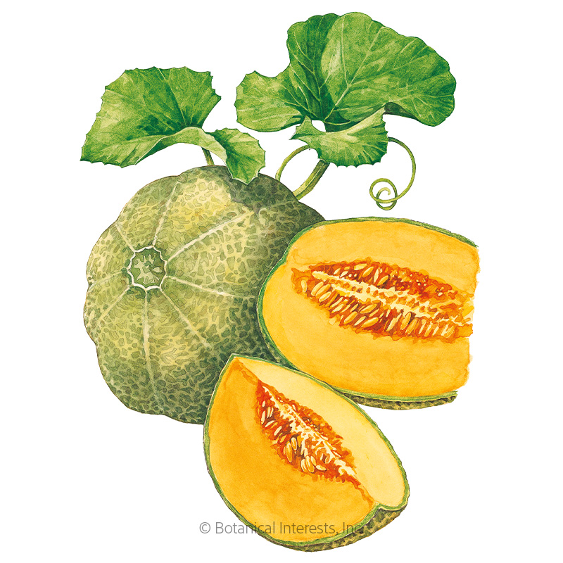 Minnesota Midget Cantaloupe/Muskmelon Melon Seeds    