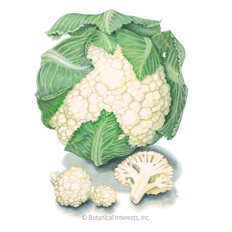 Snowball Y Cauliflower Seeds     