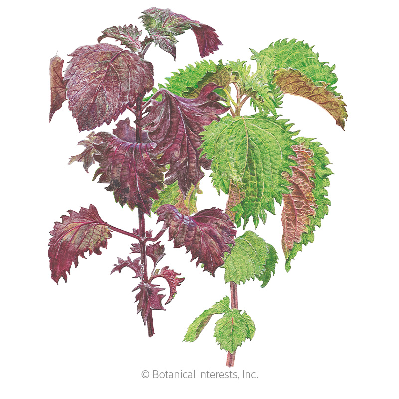 Green and Red Shiso Perilla Seeds   