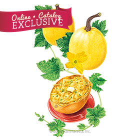 Angel Hair Winter Spaghetti Squash Seeds - new - Online Exclusive