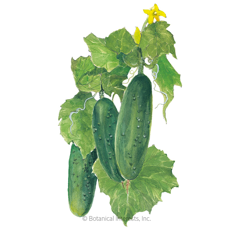 Spacemaster 80 Cucumber Seeds view 1