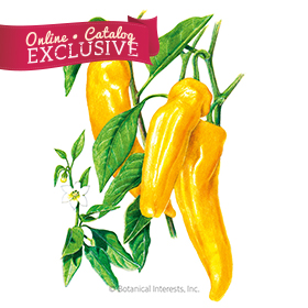 Golden Marconi Sweet Pepper Seeds - Online Exclusive