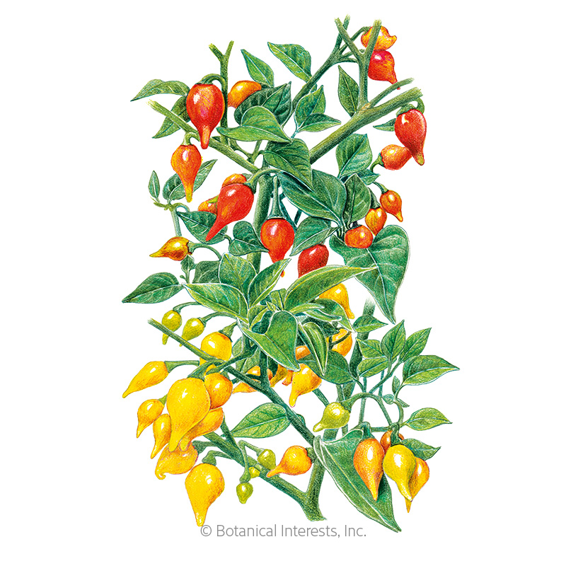 Red and Yellow Blend Biquinho Chile Pepper Seeds