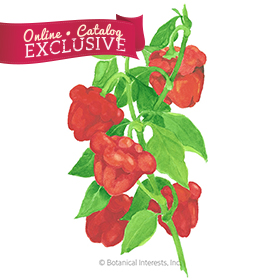 Scotch Bonnet Chile Pepper Seeds - Online Exclusive