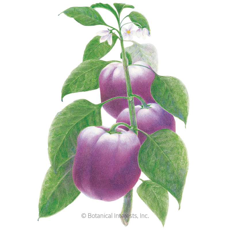 Purple Beauty Sweet Pepper Seeds view 1