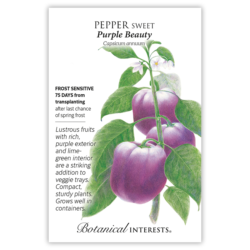 Purple Beauty Sweet Pepper Seeds view 3
