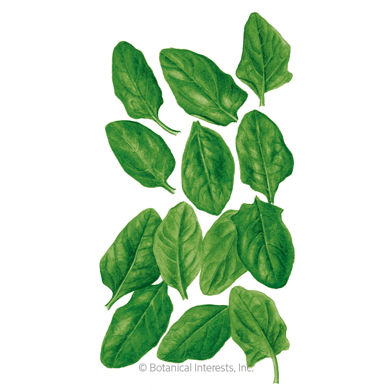 Oceanside Spinach Seeds - NEW