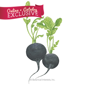 Round Black Spanish Radish Seeds - Online Exclusive