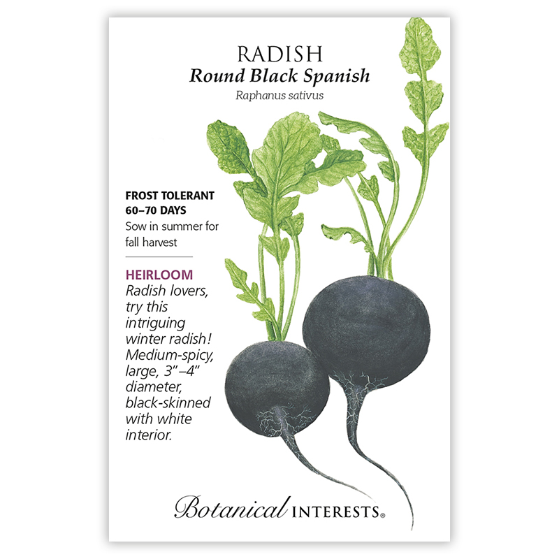 Round Black Spanish Radish Seeds view 3