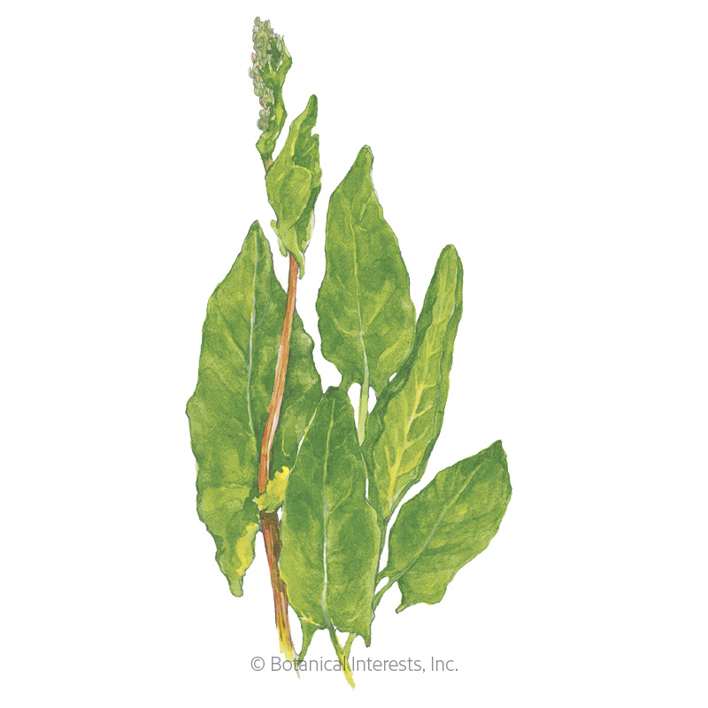 Common Sorrel Seeds