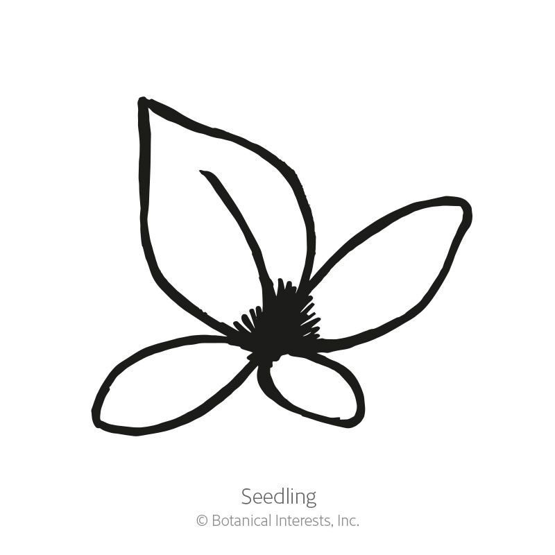 Common Sorrel Seeds view 2