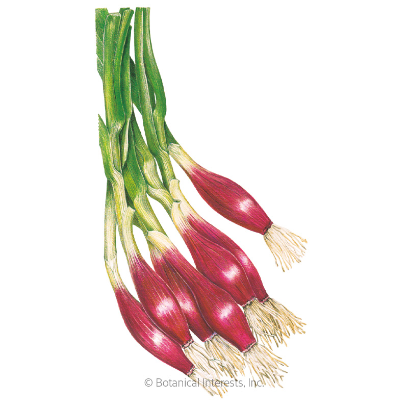 Italian Red of Florence Bunching/Scallion Onion Seeds view 1