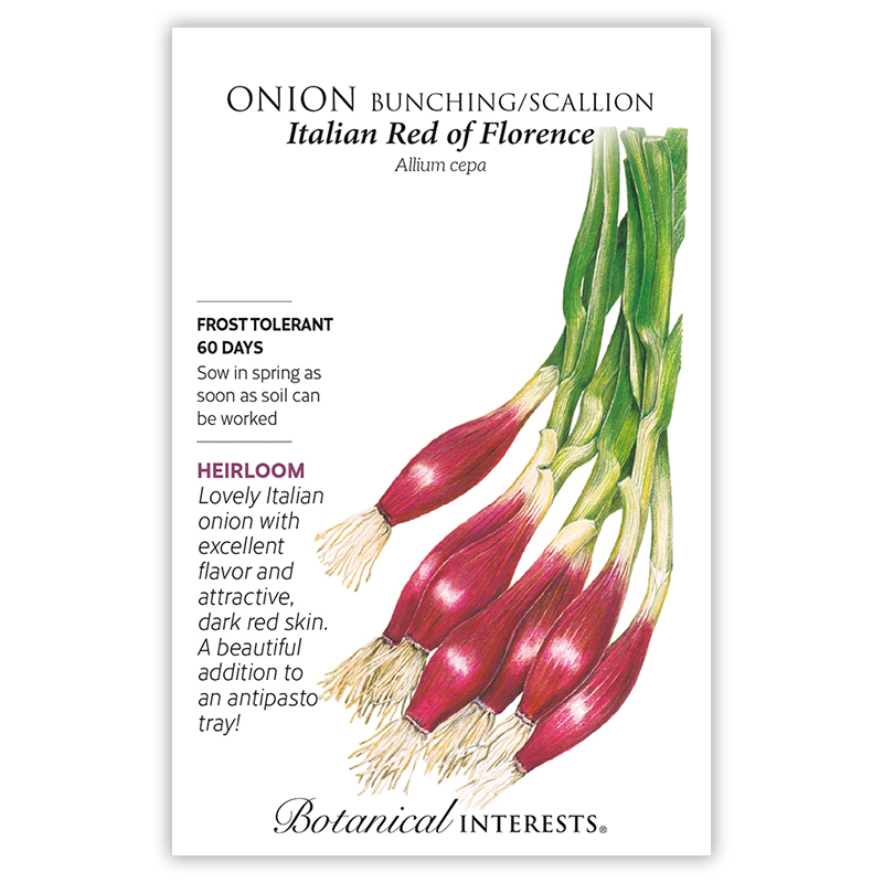 Italian Red of Florence Bunching/Scallion Onion Seeds view 3