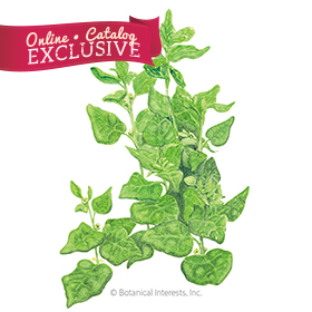 New Zealand Spinach Seeds - Online Exclusive