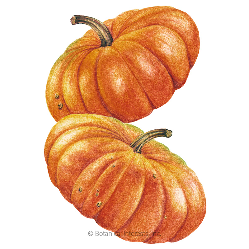 Cinderella Pumpkin Seeds, Vegetables: Botanical Interests