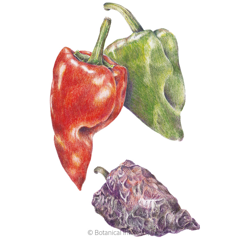 Ancho/Poblano Chile Pepper Seeds view 1