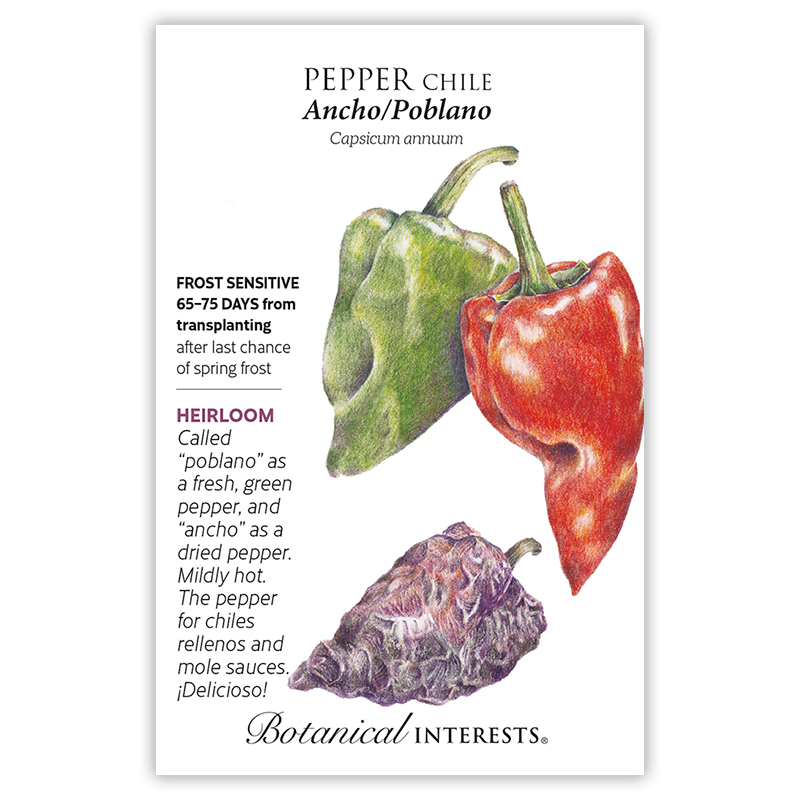 Ancho/Poblano Chile Pepper Seeds view 3