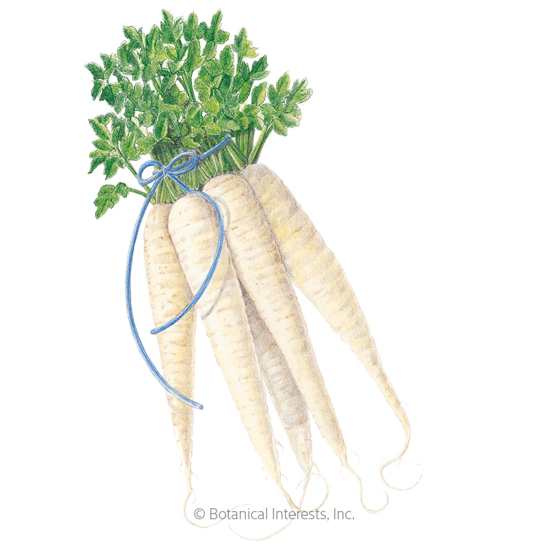 All American Parsnip Seeds view 1