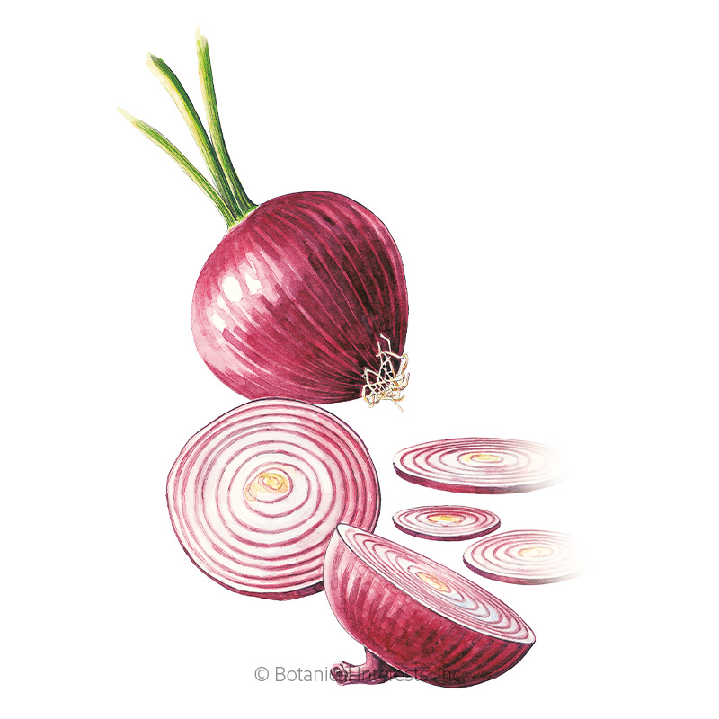 Red Amposta Bulb Onion Seeds view 1