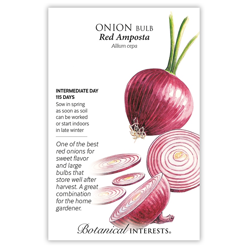Red Amposta Bulb Onion Seeds view 3