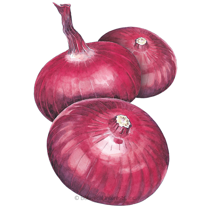 Flat of Italy Bulb Cipollini Onion Seeds view 1